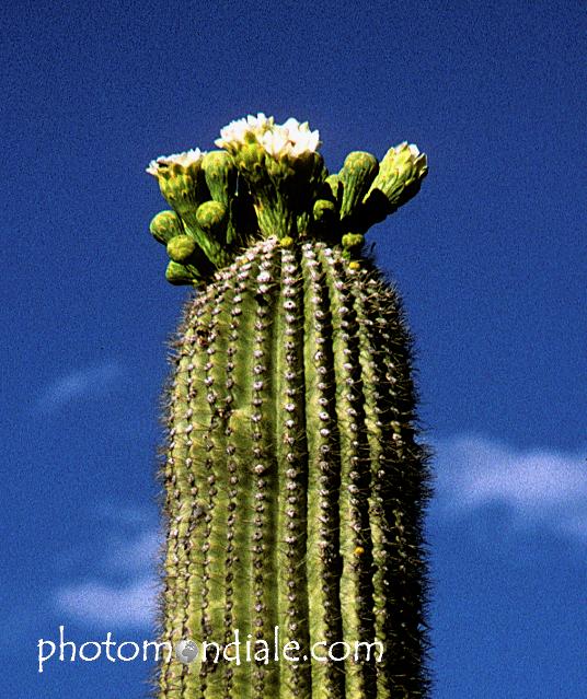 blossoms on top of a saguaro arm