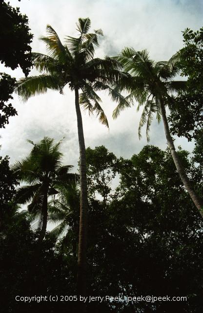 Palm trees in Rock Islands, Palau