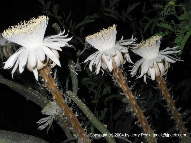 Three Night-Blooming Cereus
