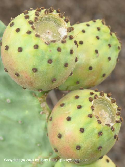 Prickly pear close-up