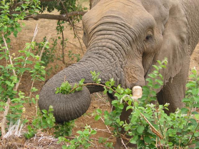 Elephant feeding just outside the fence at Letaba rest camp