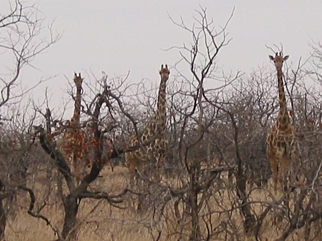 Giraffe behind bare-branched trees