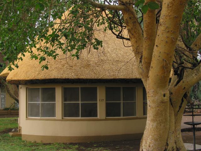 Bungalow and tree at Letaba rest camp
