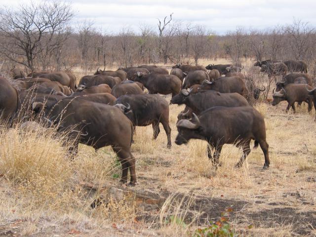 Cape Buffalo or African Buffalo