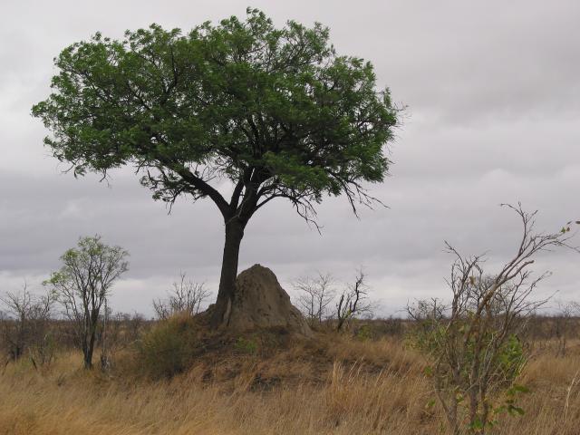 Tree over a termite mound