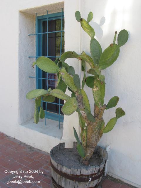 Prickly pear by the door