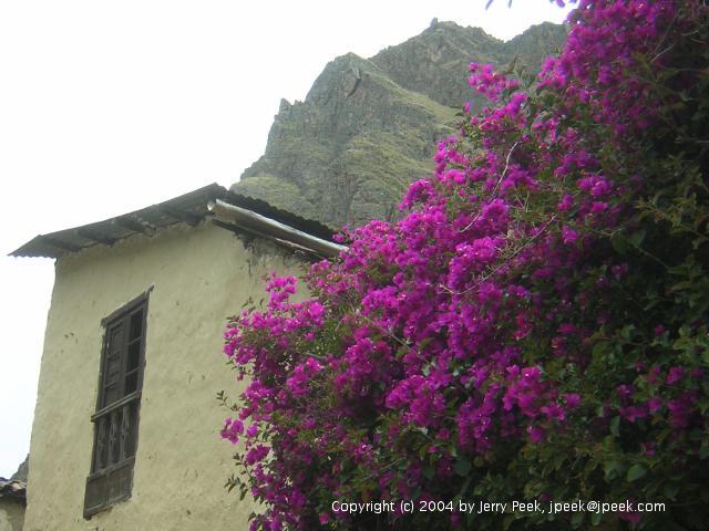 Flowers, building and mountains behind them, Ollantaytambo, Peru