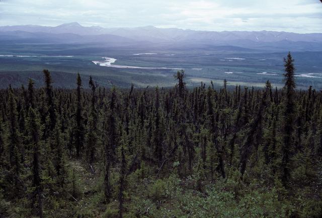 valley, rivers and forest from the Dempster Highway