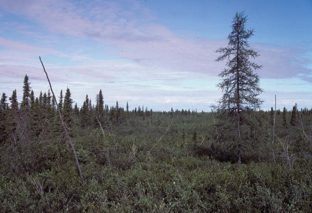forest and swampy land in the Mackenzie River Delta, Northwest Territories
