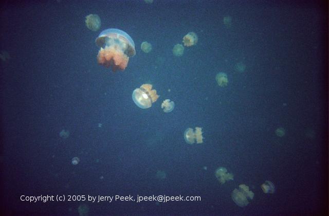Jellyfish in Jellyfish Lake, Palau