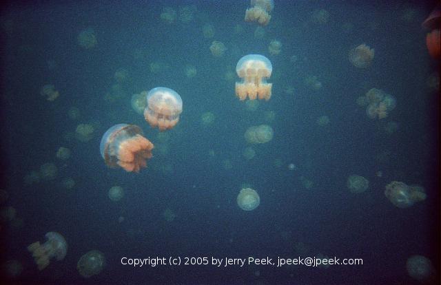 Jellyfish in Jellyfish Lake, Palau