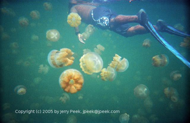 Snorkeler in Jellyfish Lake, Palau