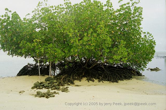 Mangrove and beach, Yap