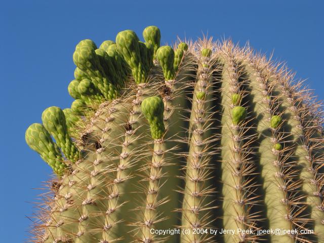 Saguaro buds not open yet