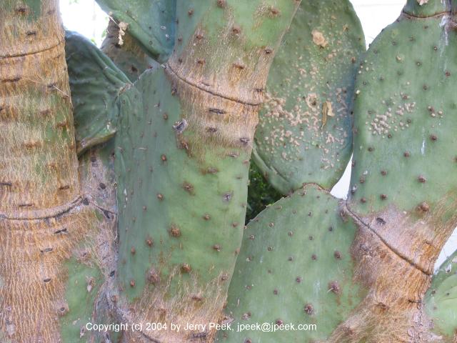 Old prickly pear
