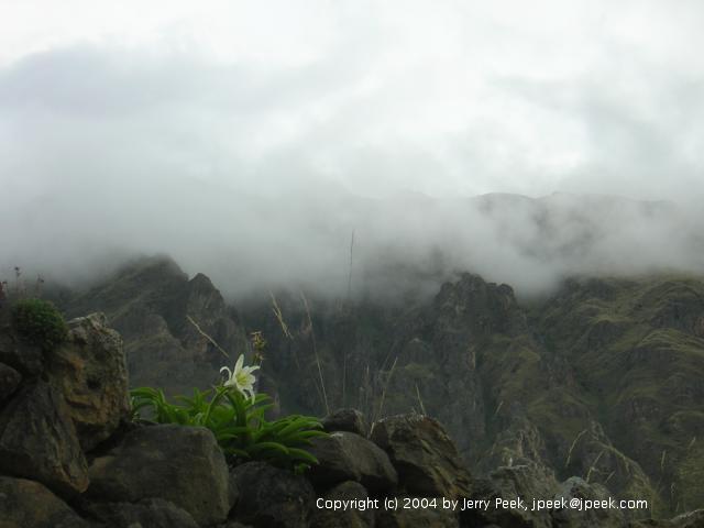 Flower on top of rock wall with cloud-covered peaks behind, Ollantaytambo, Peru