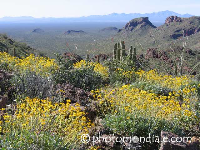 Springtime view at Organ Pipe Cactus Natl. Monument, Arizona